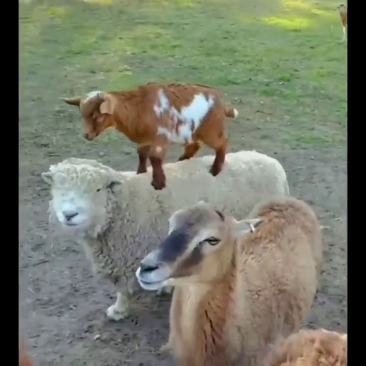 Animal dancing