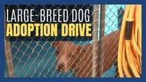 Kern County dog adoption organizations are waiving fees to adopt dogs over 40 pounds