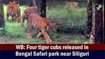 Four tiger cubs released in Bengal Safari park near Siliguri