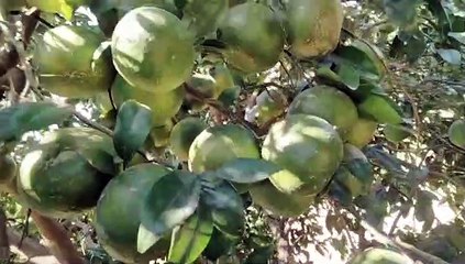 इस बार श्रीगंगानगरी किन्नू की मिठास रहेगी फीकी