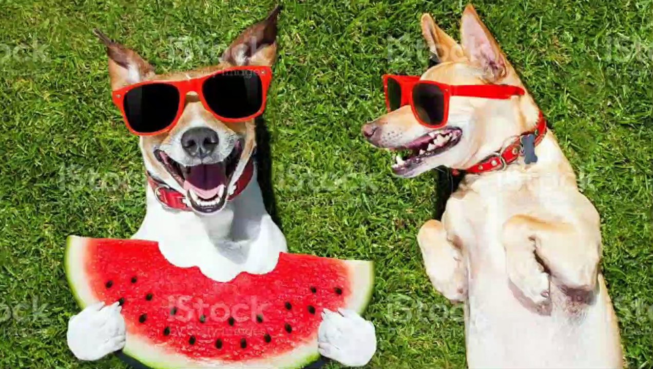 funny animal videos #005