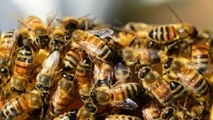 Por ataque de abejas africanas, muere mujer en Antioquia