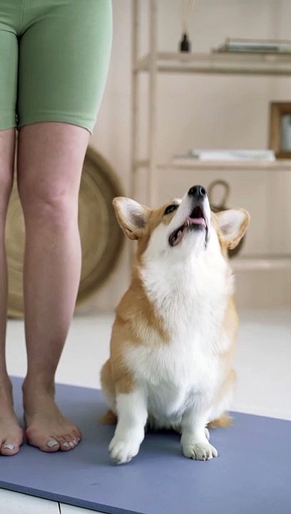 cute dog with their owner.
