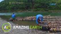 Amazing Earth: Harvesting coconut, the hard way!