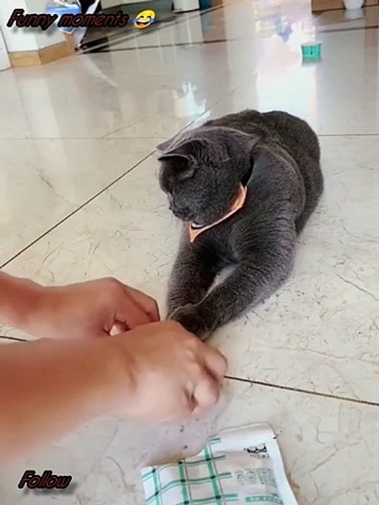Animals funny moments and cat funny video
