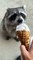 Baby Dogs - Cute baby dogs - Funny dog video -Dogs video -Cute dog -dog eating icecream corn - dog eating