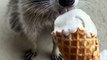 Baby Dogs - Cute baby dogs - Funny dog video -Dogs video -Cute dog -dog eating icecream corn - dog eating