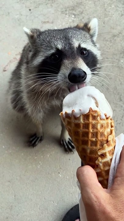 Baby Dogs - Cute baby dogs - Funny dog video -Dogs video -Cute dog -dog eating icecream corn - dog eating