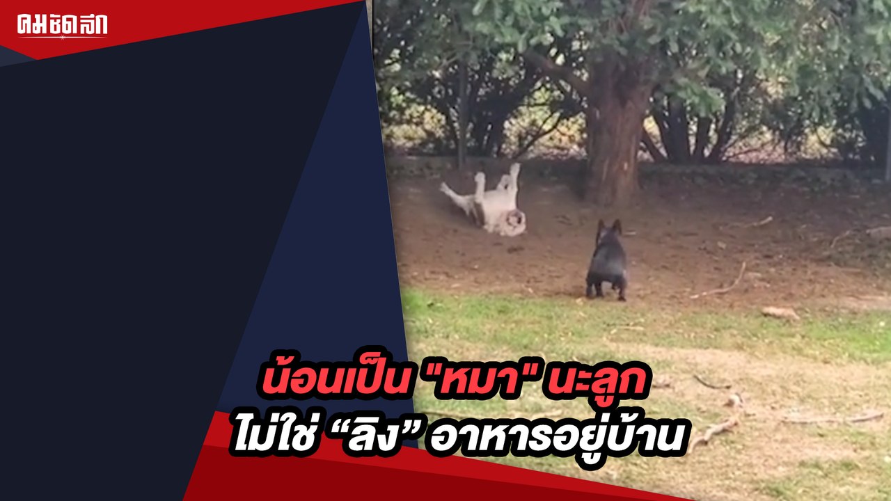 น้อนเป็น "หมา" นะลูก ไม่ใช่ "ลิง" อาหารอยู่บ้านไม่ใช่บนต้นไม้