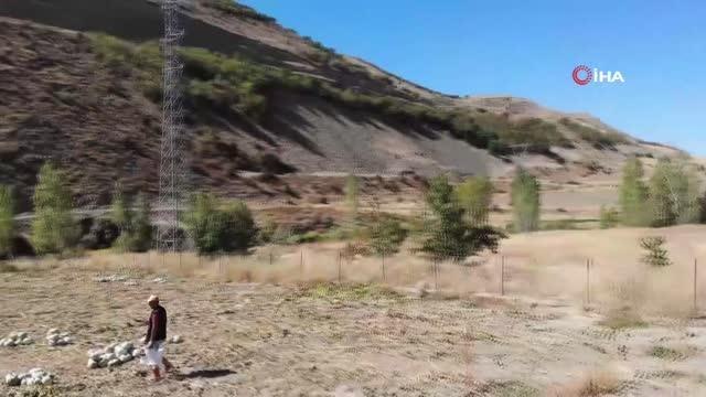 Bayburt yerel haberleri: Organik Bayburt bal kabağı hasadı başladı