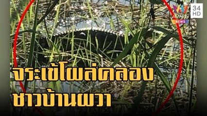 ข่าวเที่ยงอมรินทร์ | ชาวบ้านผวา จระเข้โผล่เหนือน้ำริมตลิ่งบางปู | 11 ต.ค.65