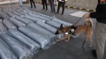 Meksika - Türkiye uyuşturucu hattına operasyon: 1.5 ton marihuana ele geçirildi