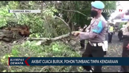 Pohon Tumbang Timpa Kendaraan