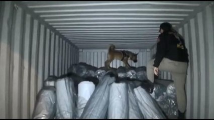 Meksika'dan Ambarlı Limanı'na gelen gemide 1.5 ton uyuşturucu ele geçirildi