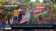 Dramatis, Evakuasi Seekor Sapi Tercemplung Sumur di Sragen