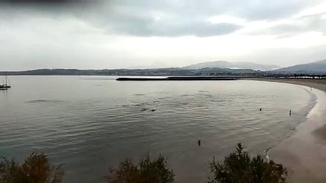 Delfines en Hondarribia