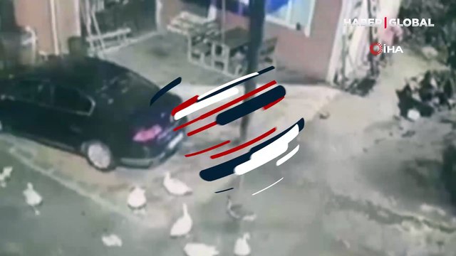 Tilkilerin görenleri şaşkınlığa çeviren hırsızlığı: Biri gözcülük yaptı diğeri çaldı...