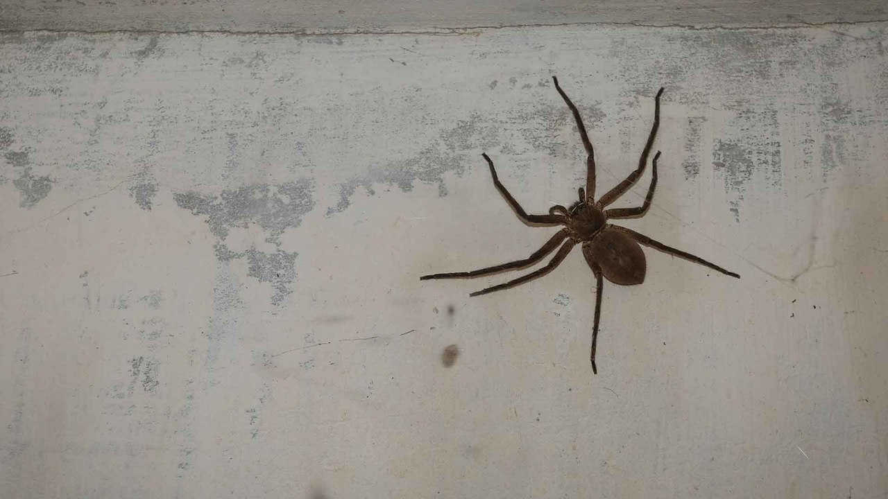 Können Spinnen wieder aus dem Staubsauger krabbeln?