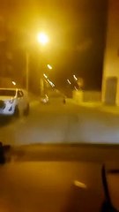 Un oso suelto por el centro de Ponferrada