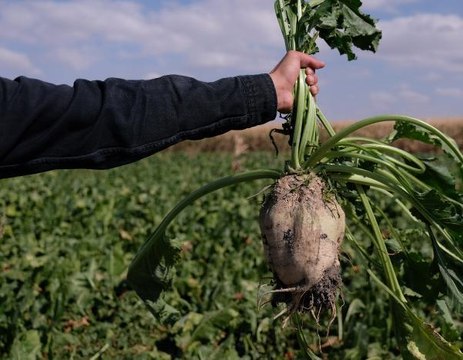KONYA OVASI'NDA PANCAR HASADI SEVİNDİRİRKEN, ŞEKER ORANI DÜŞÜK ÇIKTI