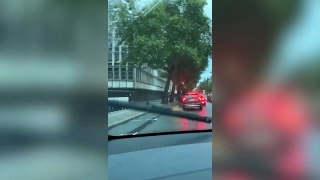 Moment three horses galloped through traffic - in the middle of London