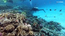 Korallen zunehmend gefährdet - Taugt das Rote Meer als Reservat?