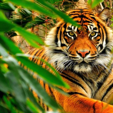Tigre du Bengale : pourquoi cette espèce royale est-elle en danger ? - carré