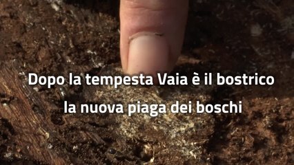 Dopo Vaia e' il bostrico la nuova piaga dei boschi