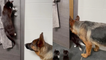 The PURRfect escape plan: German Shepherd and cat team up to open bathroom door
