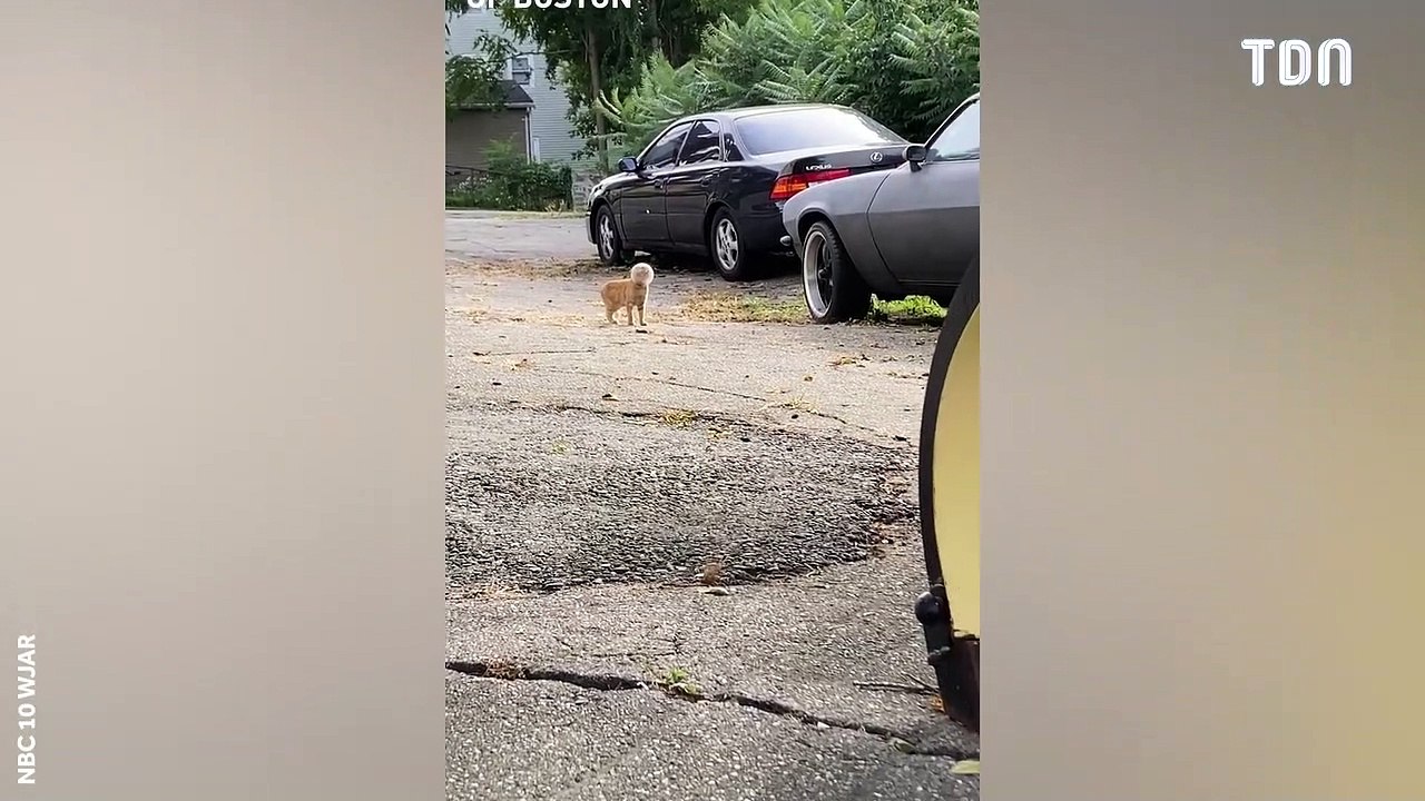 Ce chat se retrouve avec un bocal de verre coincé sur la tête !