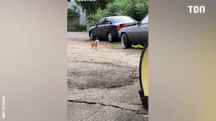 Ce chat se retrouve avec un bocal de verre coincé sur la tête !