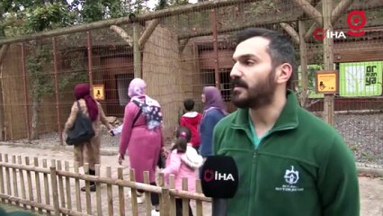 Dev kanatlar, keskin gözler Onlar Ormanya'nın yırtıcı misafirleri