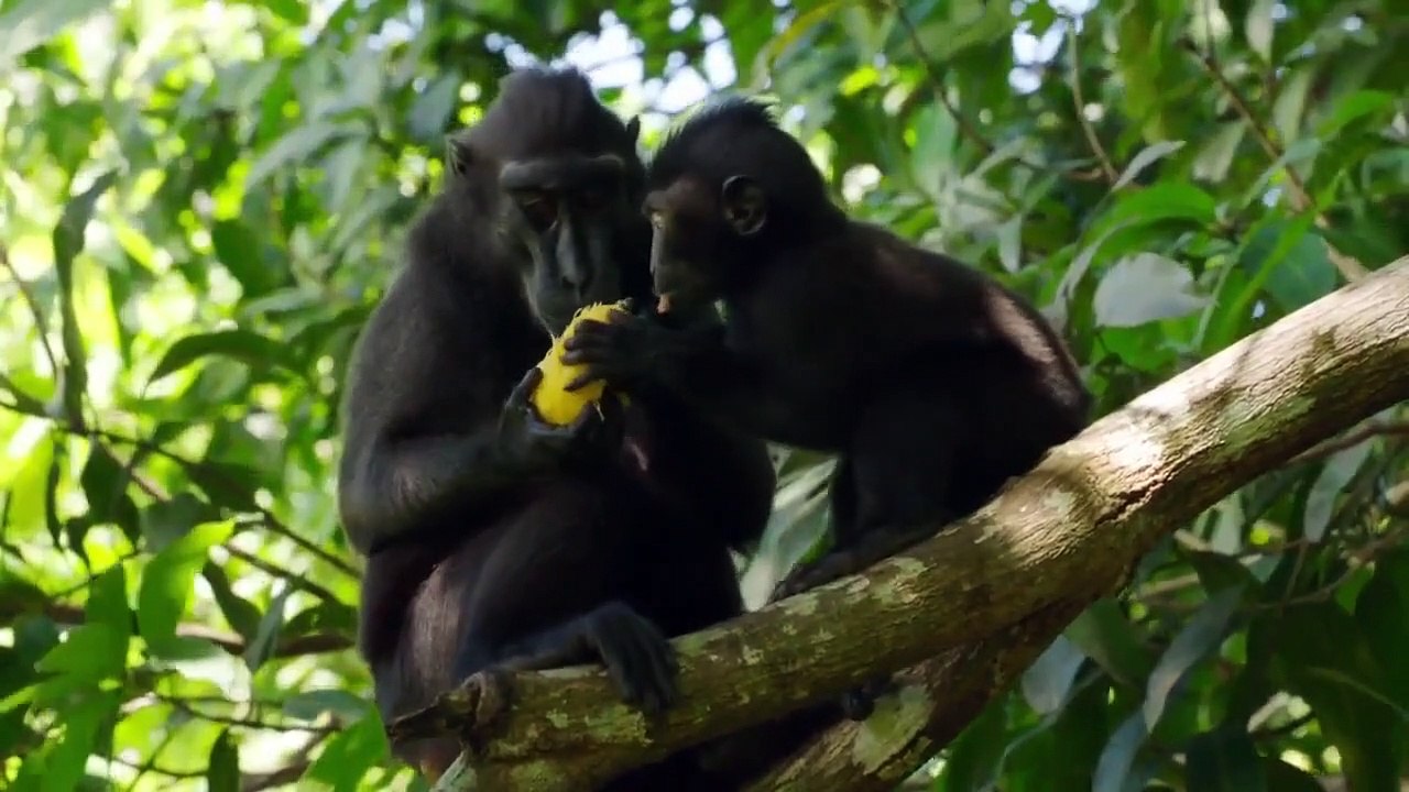 Wild Monsoon - Se1 - Ep04 - Creatures of the Storm HD Watch HD Deutsch