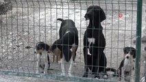 Amasya haber | Amasya Belediyesi'nden sokak hayvanları için yerden ısıtmalı otel