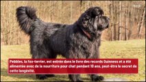 La plus vieille chienne du monde est décédée à l’âge de 22 ans !