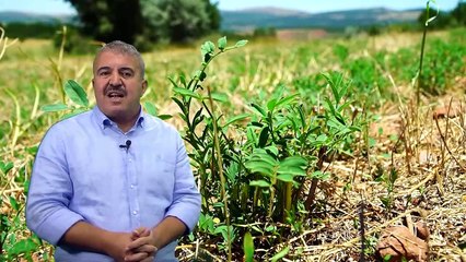 TÜRKİYE'DE YETİŞTİRİLEN YEM BİTKİLERİ