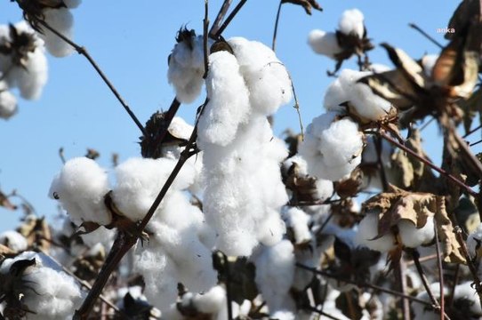 Mersin yerel haberleri: Tarsus Belediyesi Destek Verdi, Beyaz Altın'ın Hasadı Yapıldı