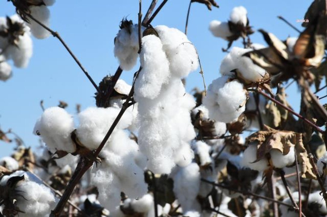 Mersin yerel haberleri: Tarsus Belediyesi Destek Verdi, Beyaz Altın'ın Hasadı Yapıldı