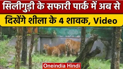 Bengal Safari में लोग उठा सकेंगे बाघों को देखने का लुत्फ, छोड़े गए 4 बाघ | वनइंडिया हिंदी | *Shorts