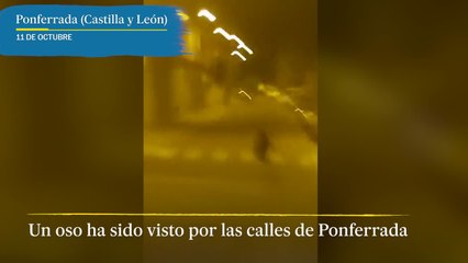 Un oso camina por el centro de Ponferrada durante la madrugada