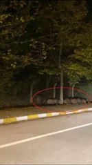 YALOVA'DA DOMUZ SÜRÜSÜ KARA YOLUNA İNDİ