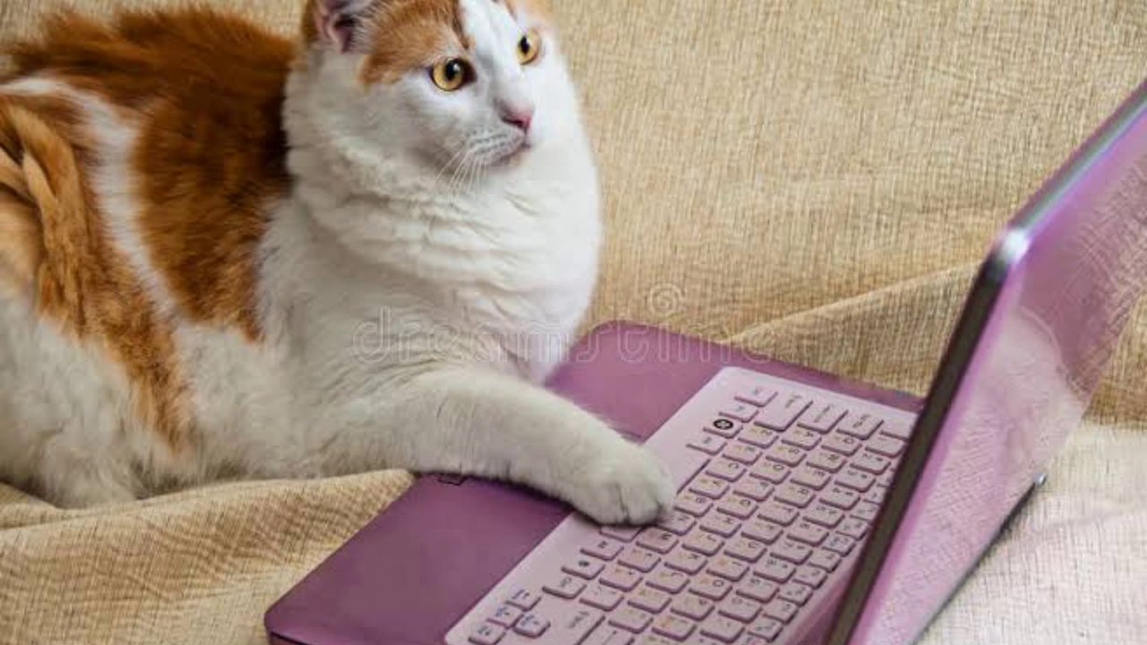 funny animal videos - #007