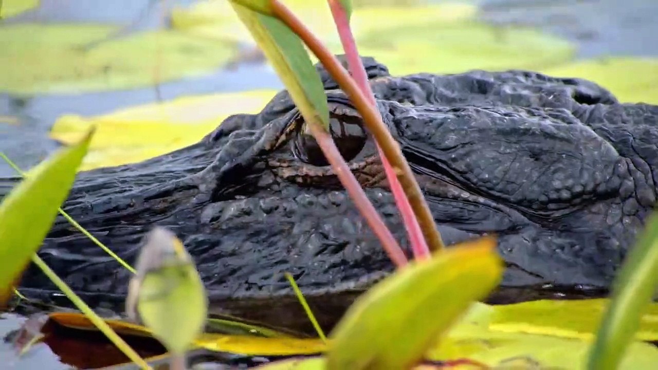 Louisiana Law Die WildlifeRanger Staffel 2 Folge 6 HD Deutsch