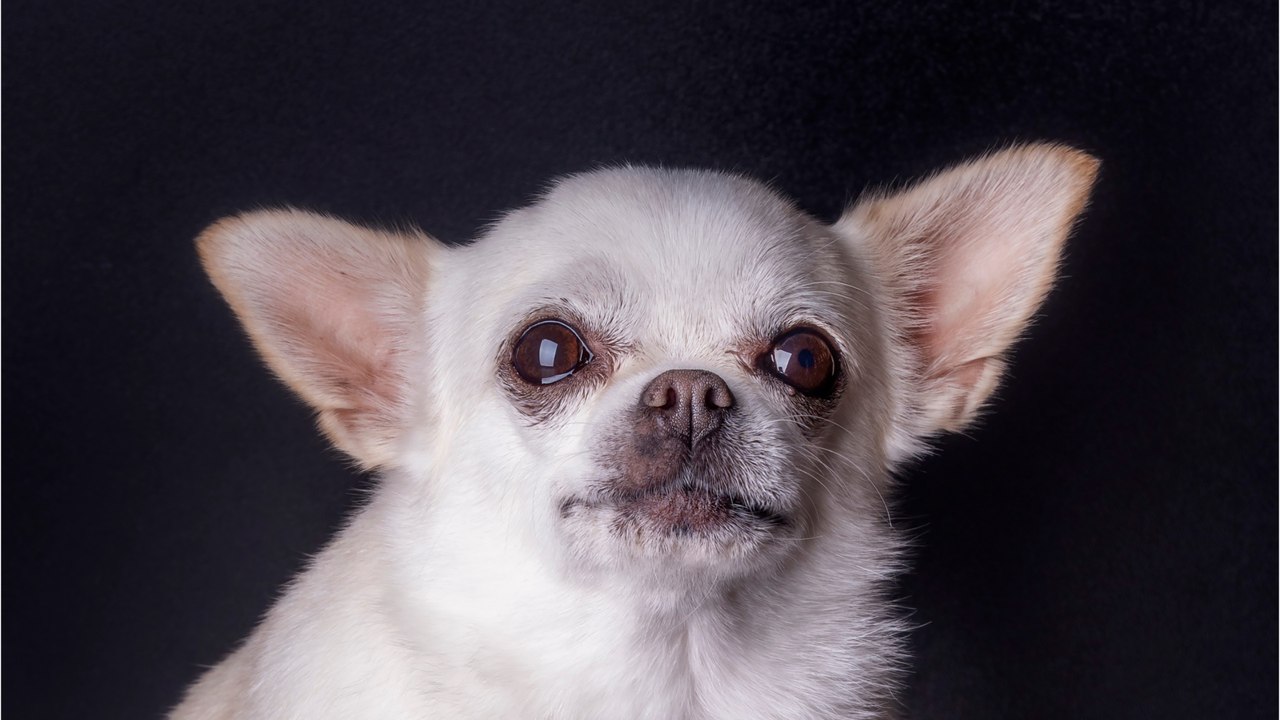 This senior pup's extra long tongue got him abandoned, but it is actually adorable (VIDEO)