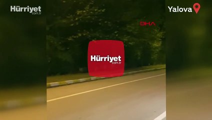 Domuz sürüsü kara yoluna indi