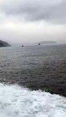 Giant Pod of Pacific White-Sided Dolphins Play Around Boat