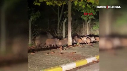 Karayolunda görüntülendiler!  O anlar kameraya böyle yansıdı