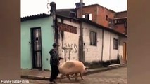 Cum sa furi un porc nesupravegheat (mori de râs)