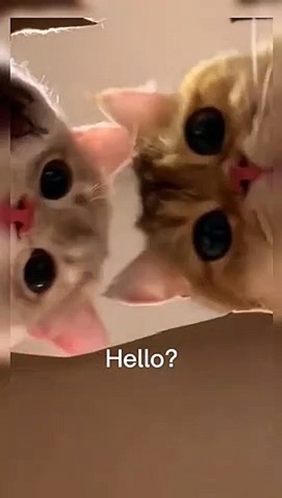 Hello