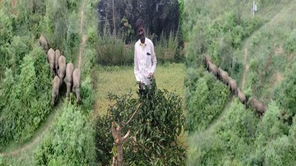 ರಾಮನಗರದಲ್ಲಿ ಪುಂಡಾನೆಗಳ ಹಾವಳಿಗೆ ಬೇಸತ್ತ ರೈತರು | *Karnataka